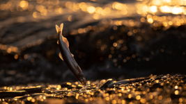 Caplin Roll