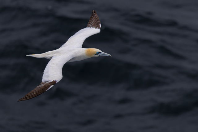 Northern Gannet