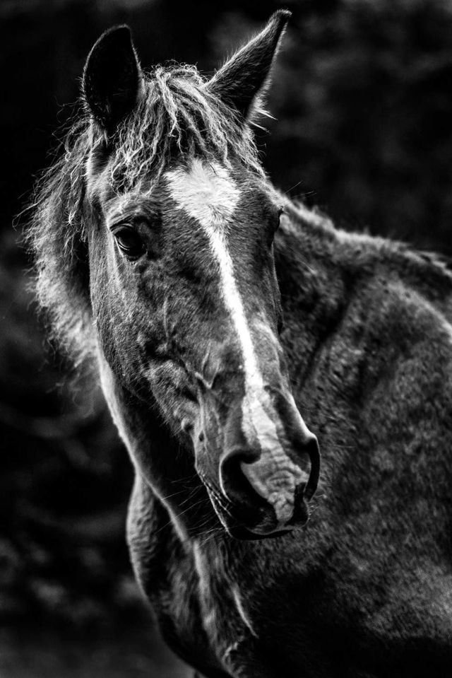 Don the Horse