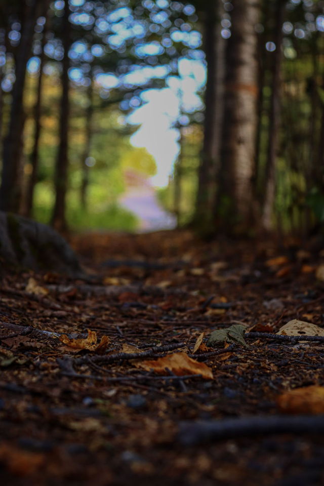 Crunching through leaves underfoot