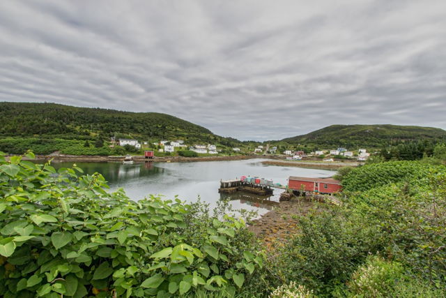 Port aux Basque Plants