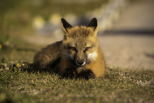 Fox Stare