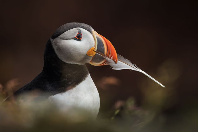This Feather Is For You