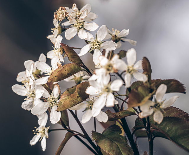 Cherry Blossoms