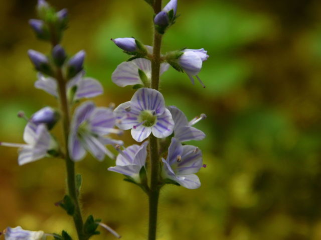 Common speedwell
