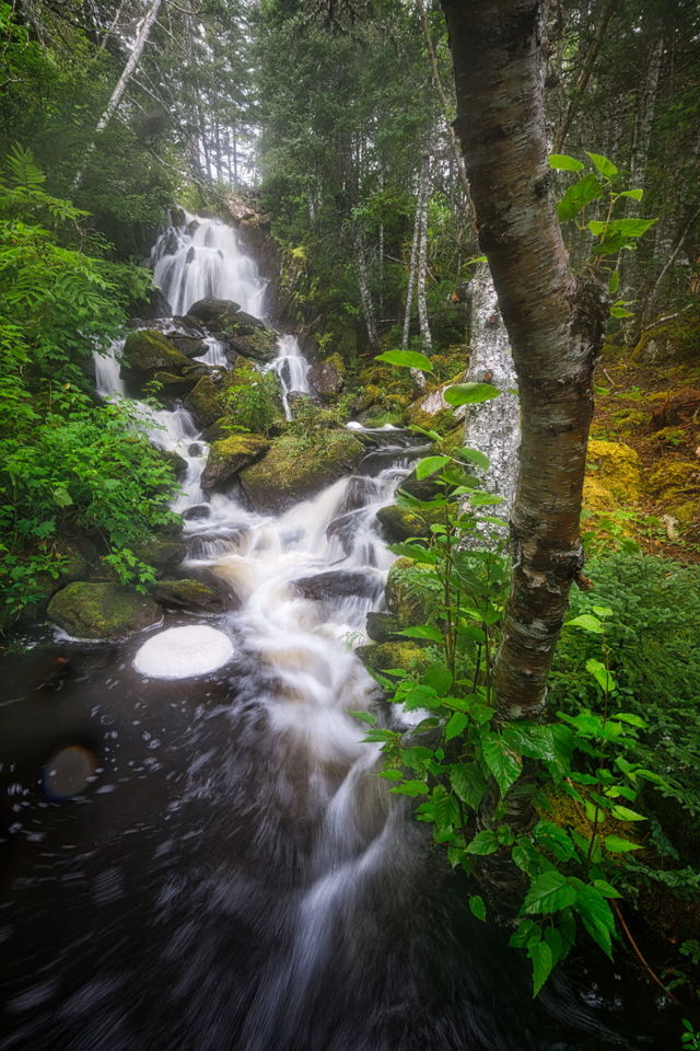 Forest Cascade