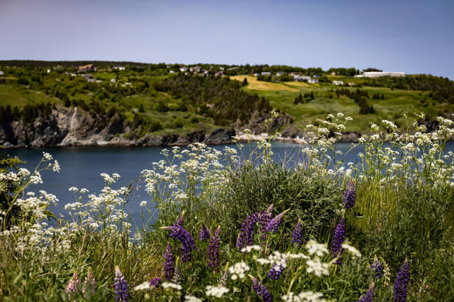 Wildflowers of Torbay