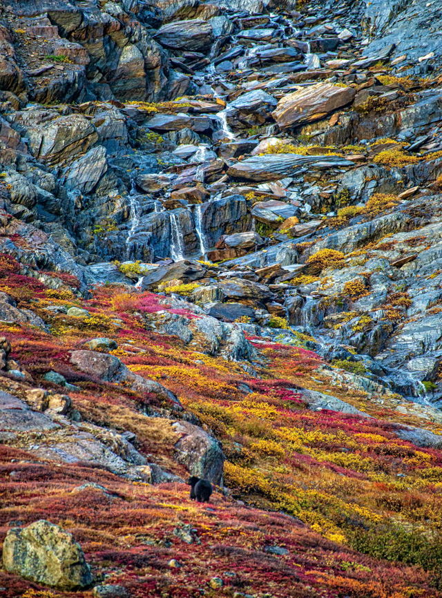 Black Bear on Fall Tundra