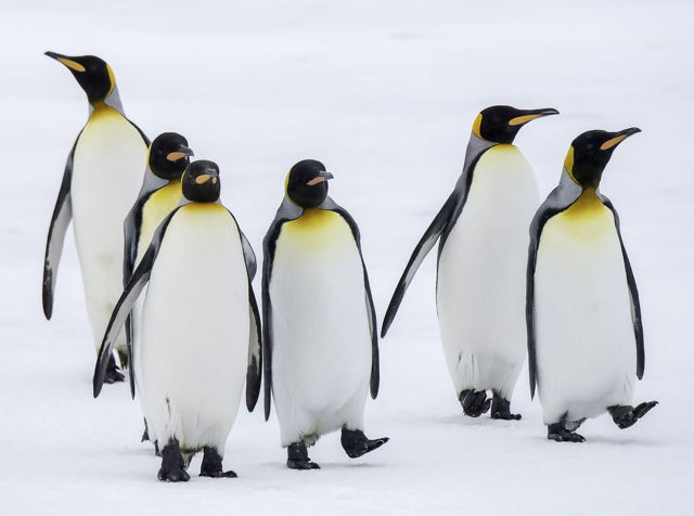 Sunday Stroll, King Penguins