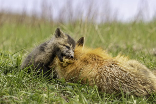 Fox Got Your Ear