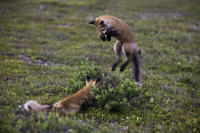 Foxes Hide and Seek