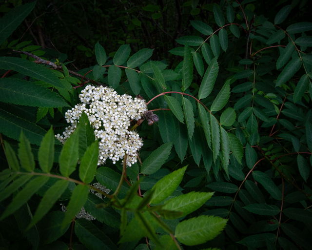 Mountain Ash