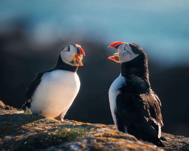 Puffin Chats
