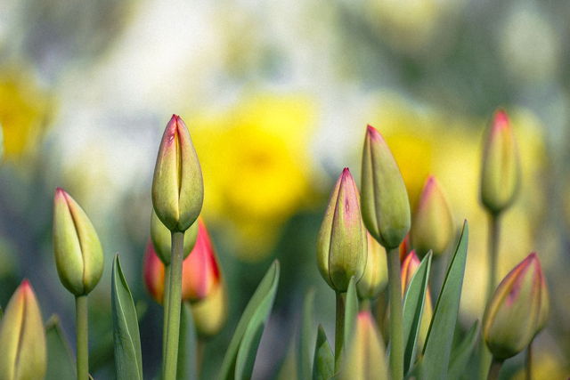 About to Bloom