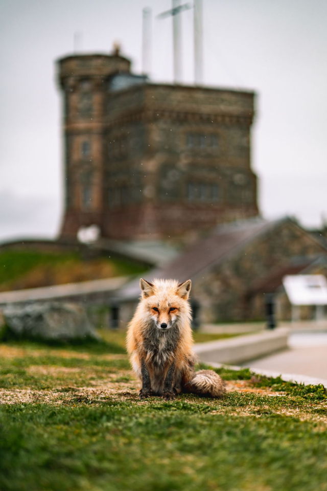 Signal Hill Fox