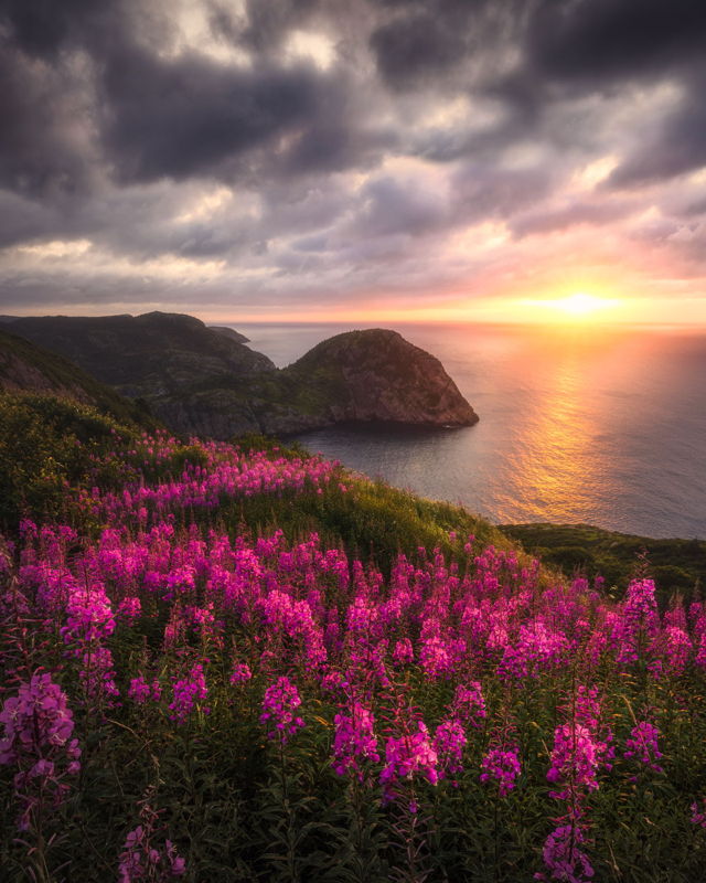Sunrise Fireweed at Cuckcolds Cove
