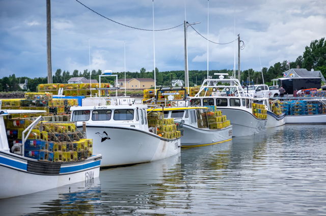 Another Lobster Season