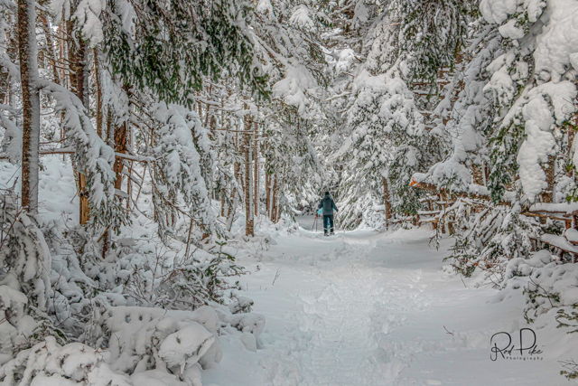 A walk in the snow