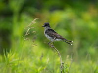 Eastern Kingbird