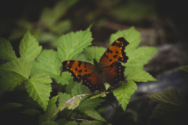 Comma Butterfly