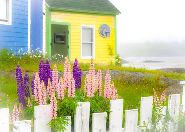 Lupins and Fishshacks