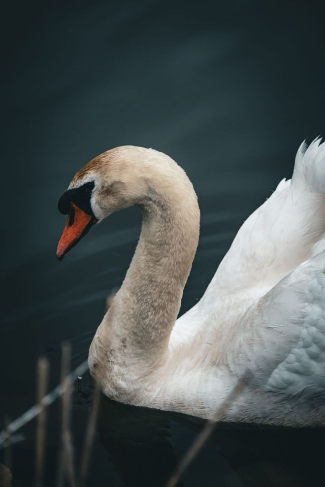 Harry the Swan