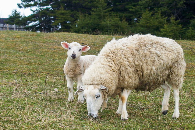 Sheep - Bonavista, NL