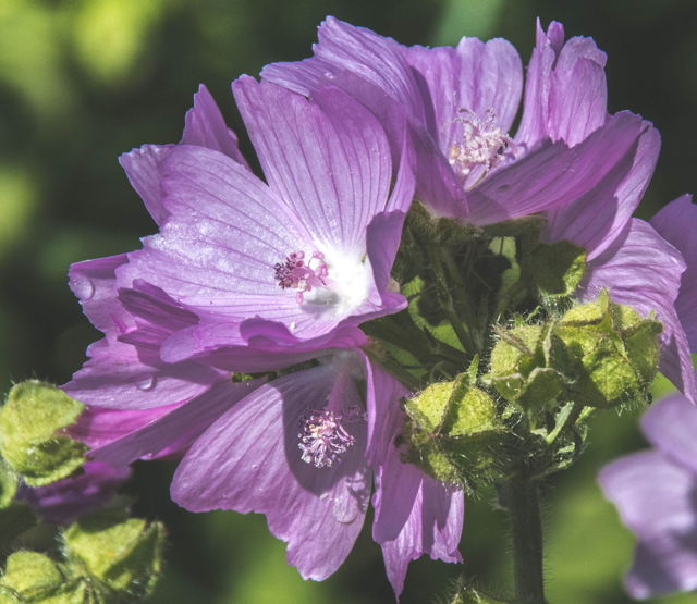 Must Mallow Flower