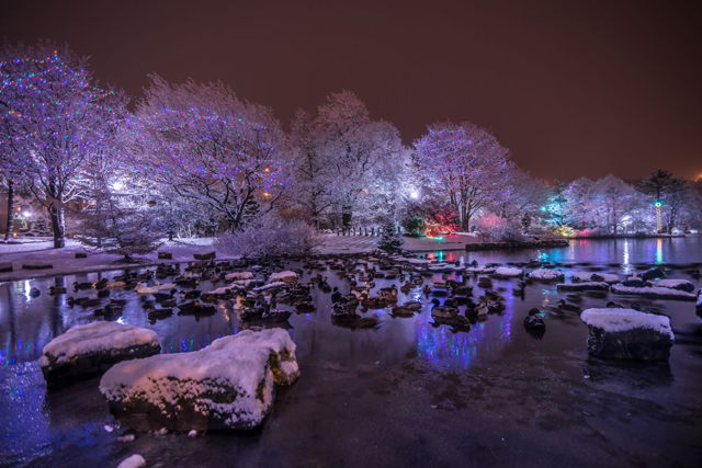 Bowring Park Duck Pond Christmas