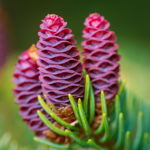 White Spruce, Young Female Cones