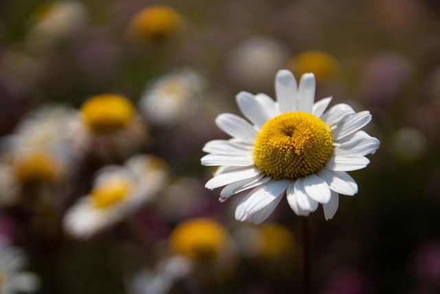 Daisies