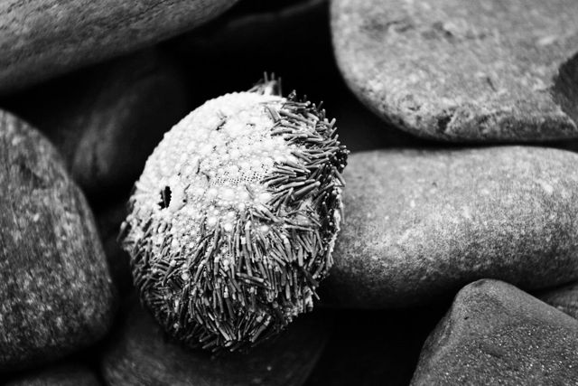 Sea Urchin