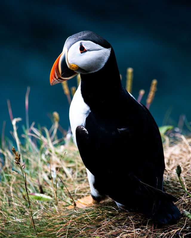 Puffin On The Coast