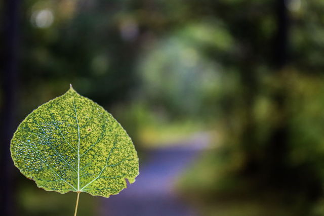 Bombed By A Leaf