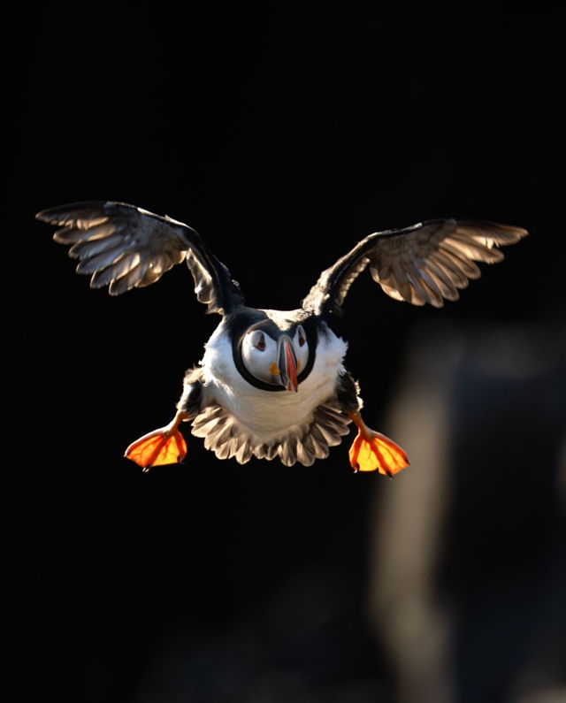 Puffin Flight v2
