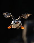 Puffin Flight v2