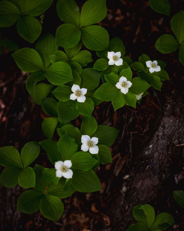 Bunchberries in Bloom