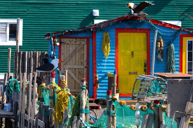 Quidi Vidi Colour