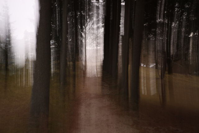 A Path Through The Trees