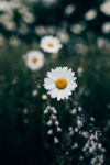 A Daisy A Day