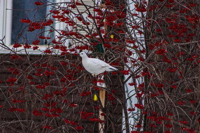 Enjoying the Berries