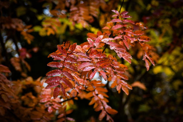 Autumn droplets