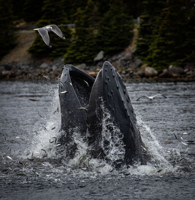 Humback Whale Feeding