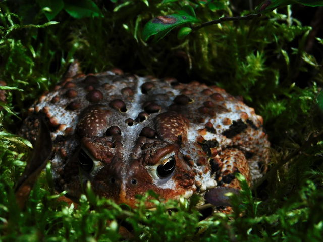 American toad