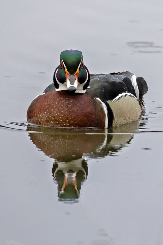Wood Duck Reflection