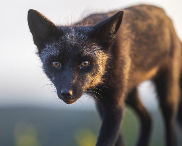 Fox trot on Signal Hill