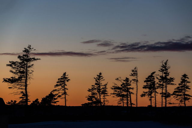 Silhouetted Spruce at Outer Cove