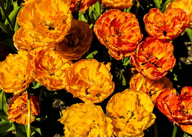 The Beauty of Spring