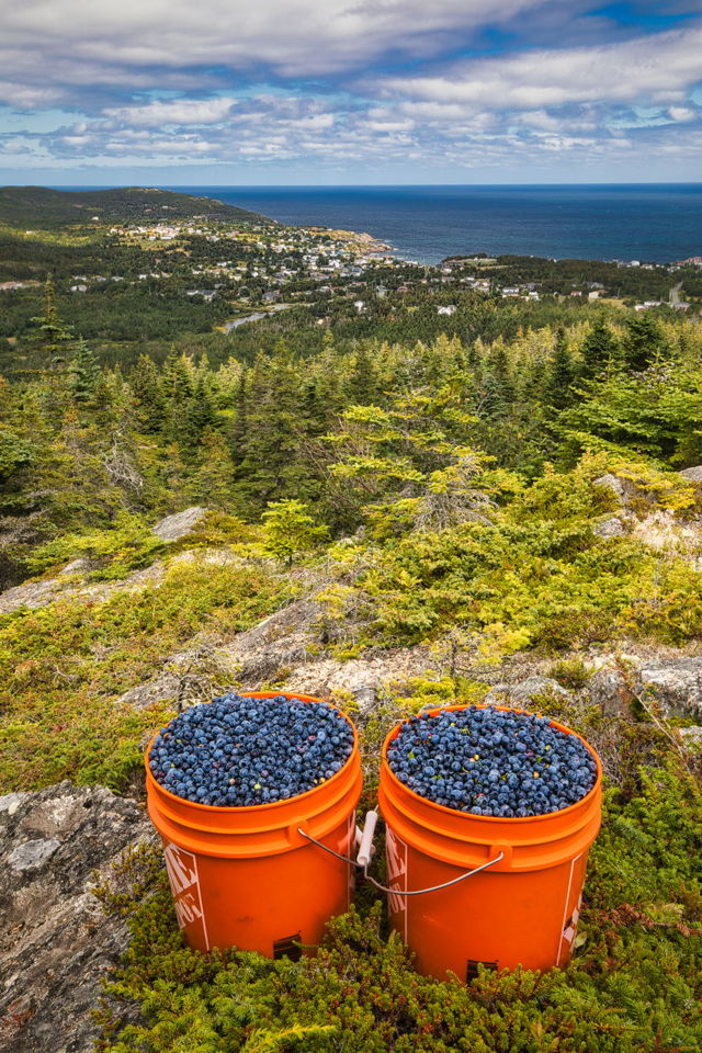 Wild Blueberry Harvest