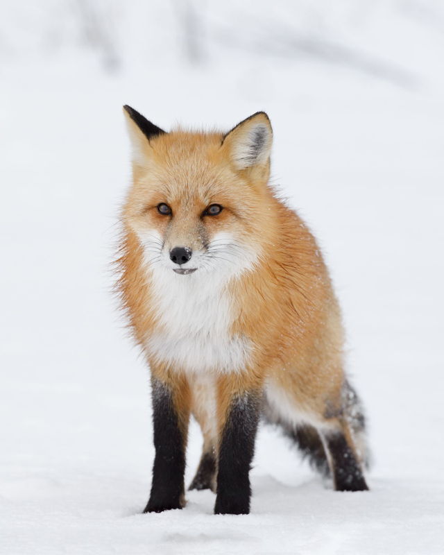 Red Fox Snowy Portrait